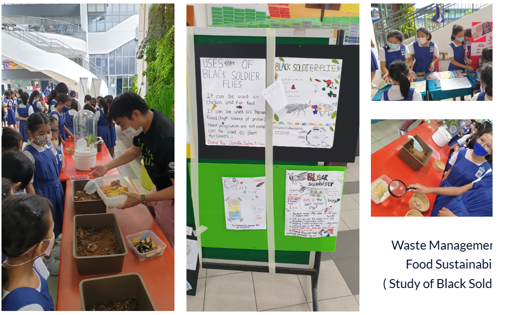 Waste Management and Food Sustainability ( Study of Black Soldier Fly )